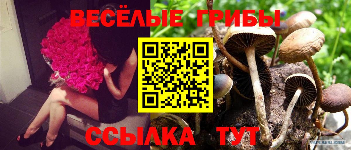 Псилоцибиновые грибы Psilocybine cubensis  Вход с VPN  Псилоцибиновые грибы ЛСД  Новочебоксарск 